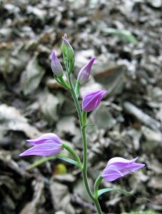 Elleborina rossa